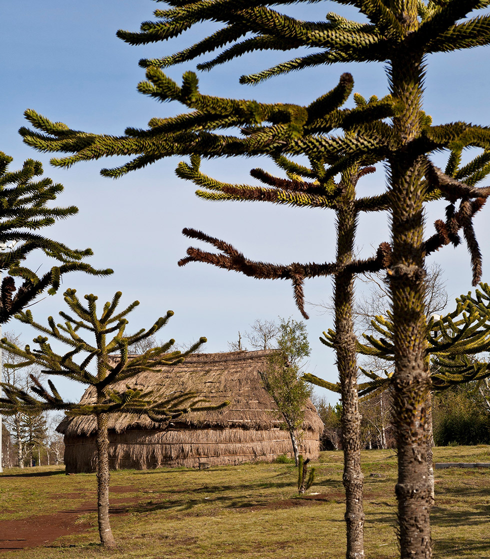 Traditional Mapuche ruka in the Museum grounds.