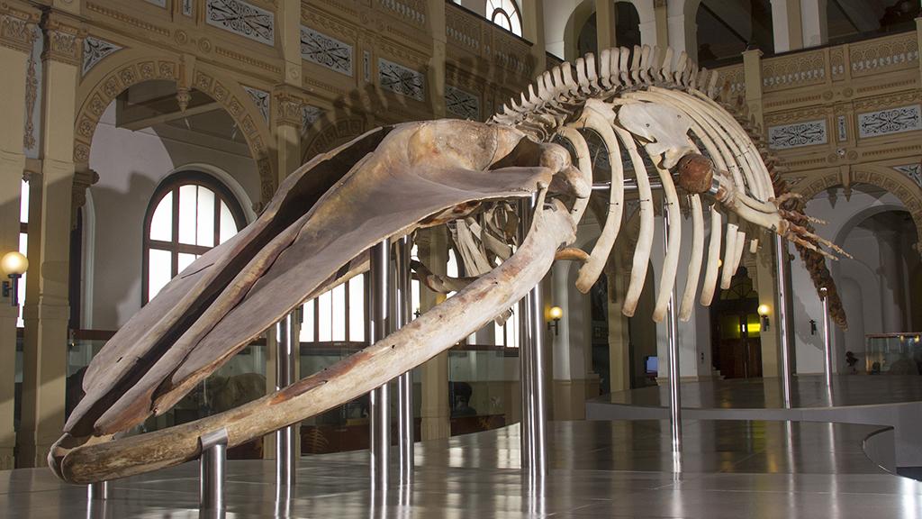 Esqueleto de un ejemplar de ballena que se exhibe en el Salón Central del Museo Nacional de Historia Natural.