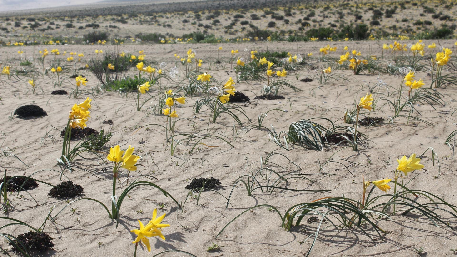 desierto florido atacama