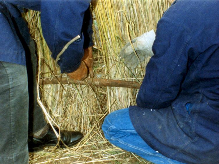 Start of the process of covering the wood structure with straw