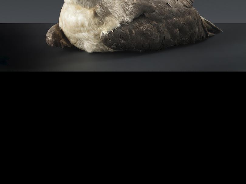 Grey-headed albatross (Thalassarche chrysostoma)