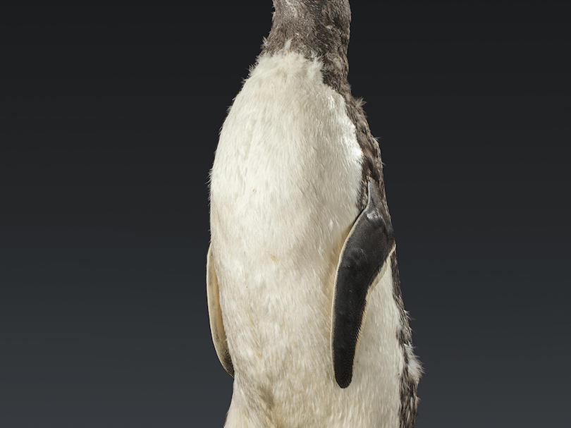 Gentoo penguin (Pygoscelis papua)