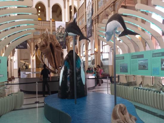 La exposición temporal "Cetáceos, de la tierra al mar", en el Salón Central del Museo Nacional de Historia Natural