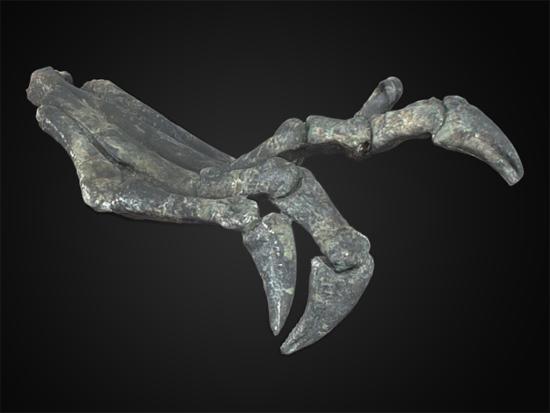 Pata izquierda del Chilesaurus diegosuarezi. Visita el Sketchfab del MNHN para verla en 3D.