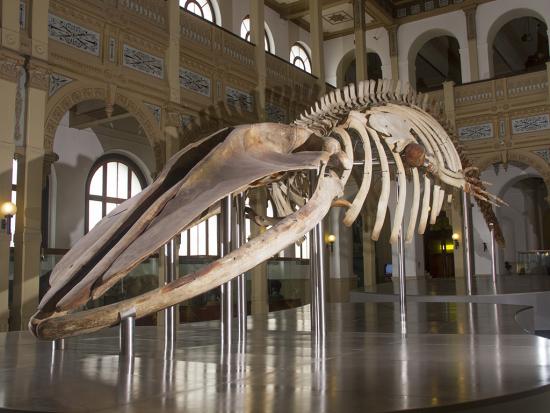 Esqueleto de un ejemplar de ballena que se exhibe en el Salón Central del Museo Nacional de Historia Natural.