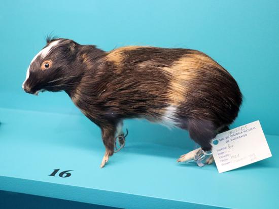 Cuy disecado perteneciente a la colección del Museo de Historia Natural de Valparaíso que está en exhibición.
